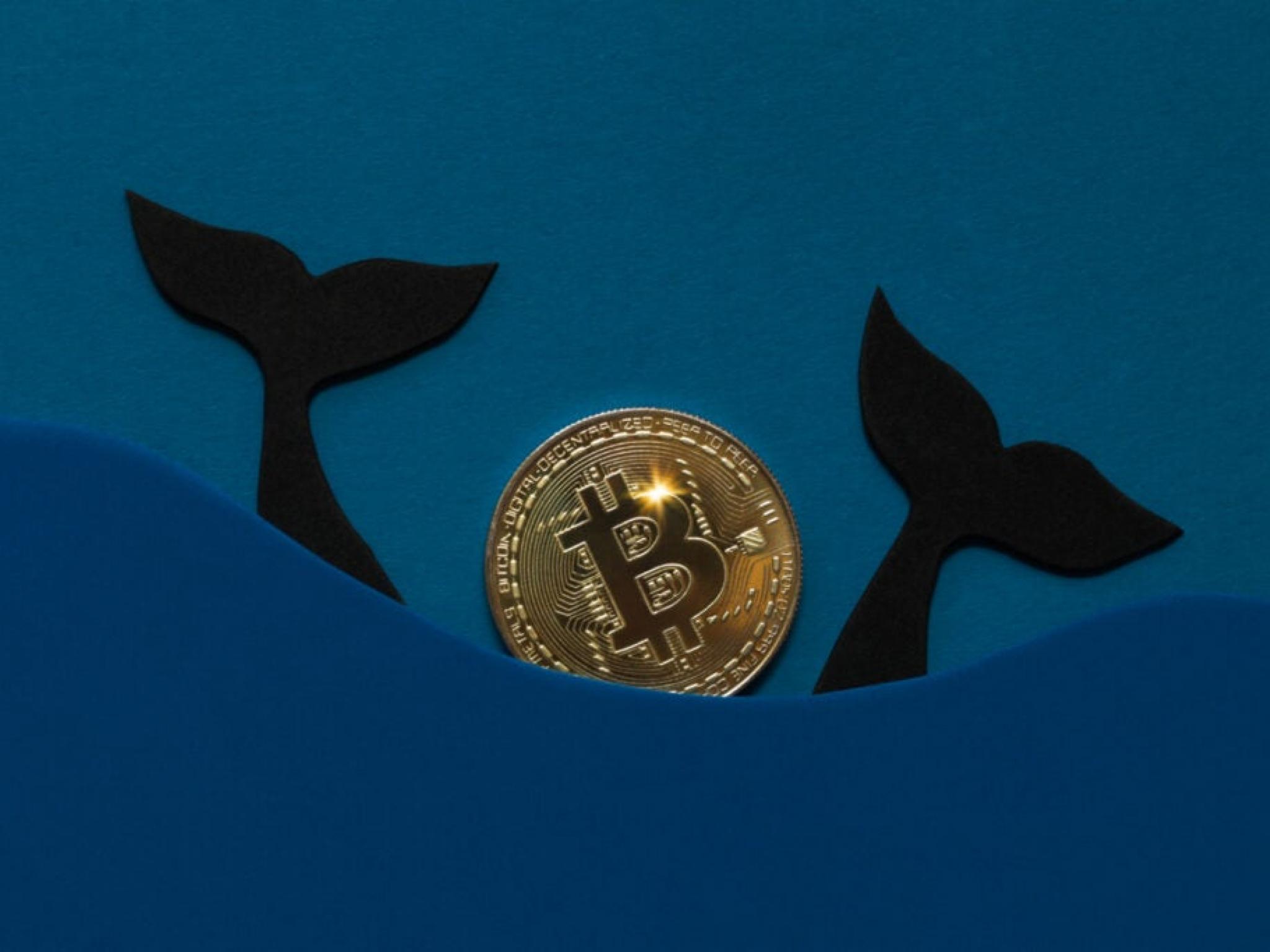 Long Dormant Bitcoin Whales Are Waking Up: What Is Going On?